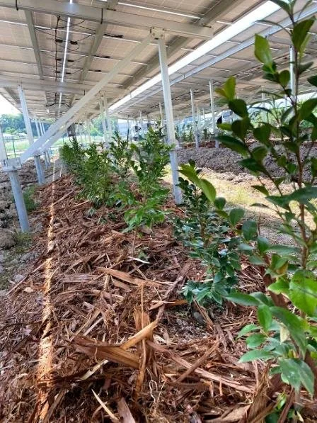 改善後:畝を整え、苗木を植え直した畑