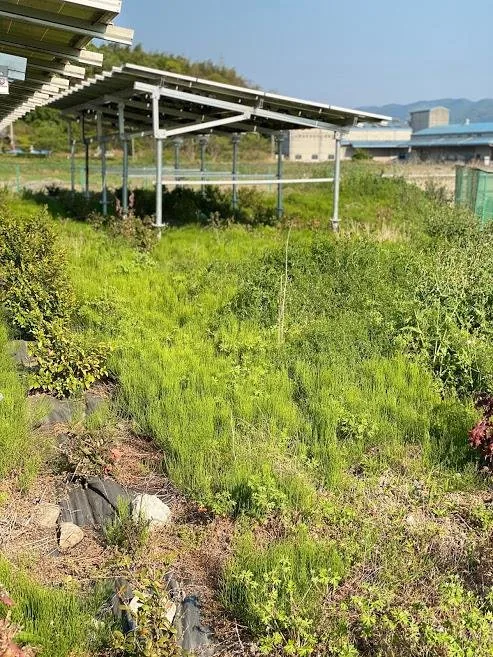 改善前:草が伸び、営農が止まっていた畑